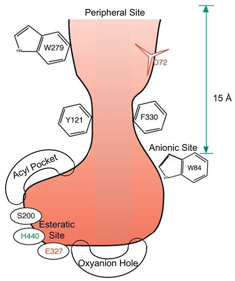 Acetylcholinesterase: from 3D structure to function. - Abstract ...