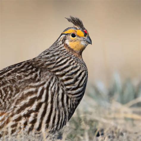 Hunting Lesser Prairie Chicken In California: A Rare Opportunity ...