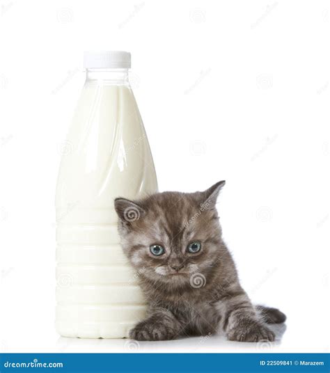 Kitten and milk bottle stock image. Image of hair, bottle - 22509841