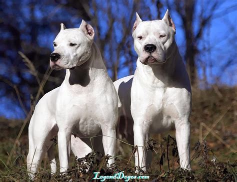 Dogo Argentino Origin and History | Dog Breeds - All types of dogs ...