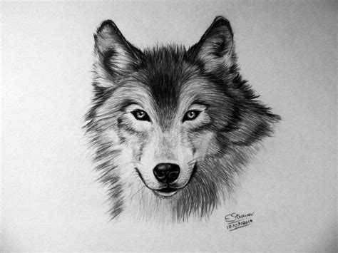 Wolf Drawing by LethalChris on DeviantArt