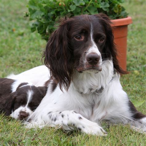 French Spaniel Breed Guide - Learn about the French Spaniel.