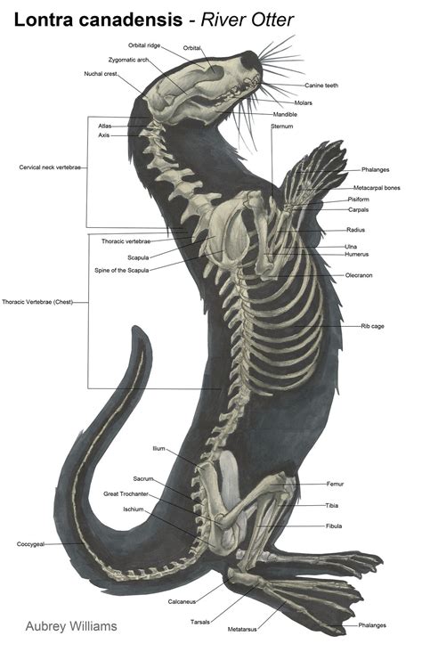 otter anatomy - Google Search | Animal drawings, Animal skeletons, Animal science