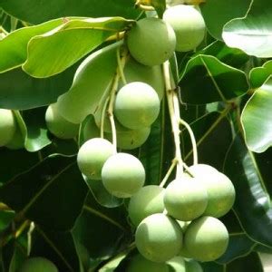 Tamanu Oil Wholesale Supplier and Manufacturer in India