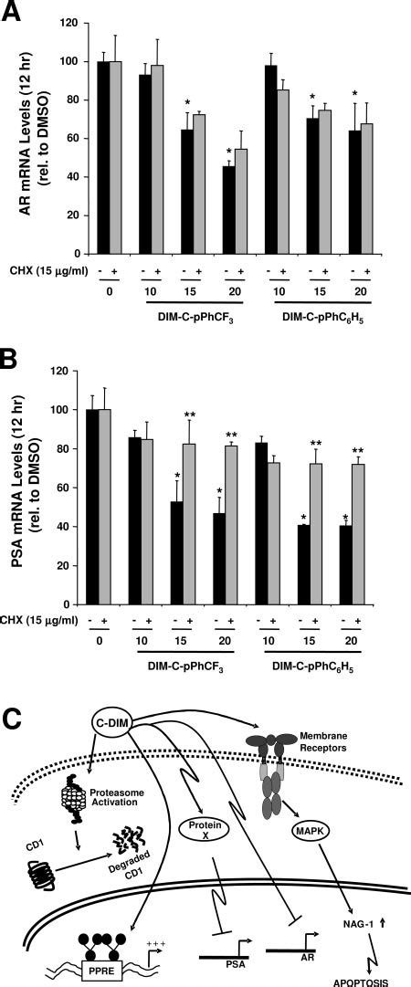 Effects of cycloheximide and mechanism of action of C-DIM compounds.... | Download Scientific ...