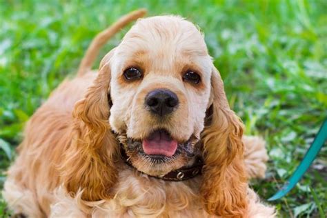 Cocker Spaniel Health Problems: General Internal Health Problems And Other Health Issues