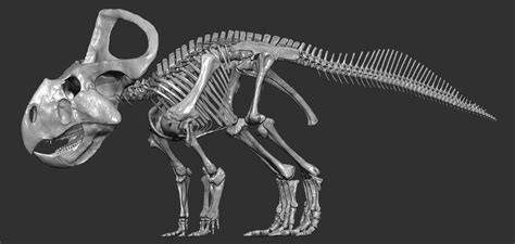 Vitamin Imagination - Protoceratops skeleton. by Vitamin Imagination