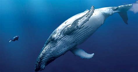 Ballena Azul