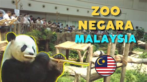 Zoo Negara Malaysia - Pandas! - YouTube