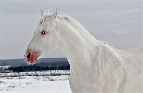 Perlino horse 2 | Photos de chevaux, Animaux, Cheval