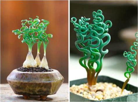 13 Weird House Plants You Didn’t Know You Needed - Gardening Viral