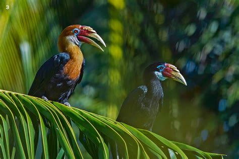 Threatened Endemic Birds of Andaman & Nicobar | Roundglass | Sustain