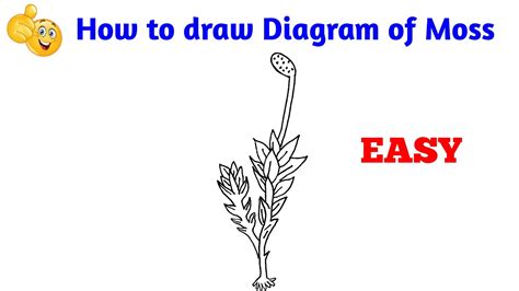 how to draw moss diagram | how to draw moss | how to draw moss easy ...