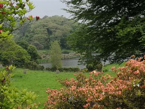 Caerhays gardens - .....blog pages