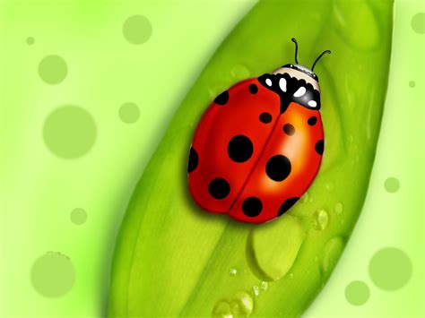 🔥 [40+] Cartoon Ladybug Wallpapers | WallpaperSafari