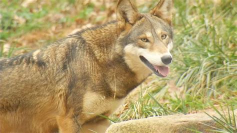 Government: Wild red wolf population could soon be wiped out | WLOS