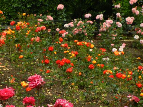 Peninsula Park Rose Garden, Portland OR. Summer 2011. Park Rosé, Rose ...