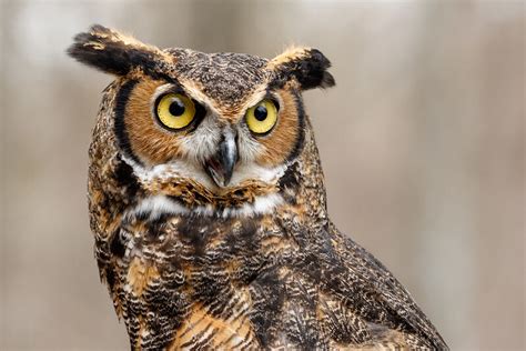 Great Horned Owl Duet | BirdNote