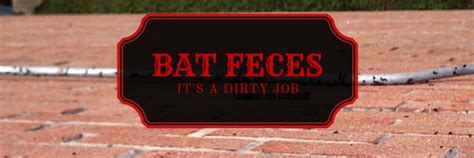 Bat Feces: It's A Dirty Job - Get Bats Out 877-264-2287