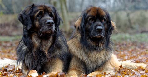 Leonberger Dog Size