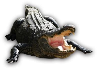 Alligator PNG Images Transparent Free Download | PNGMart.com