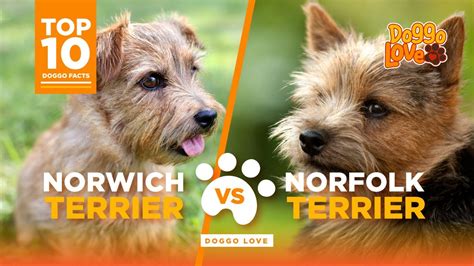 Norfolk Terrier Vs Norwich Terrier - What are the differences - which is the best breed for you ...