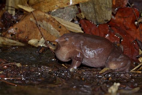 Protecting The Mysterious Purple Frog | Nature inFocus