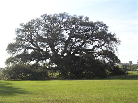 Archaeologists believe Geneva County, Alabama was inhabited for over ...