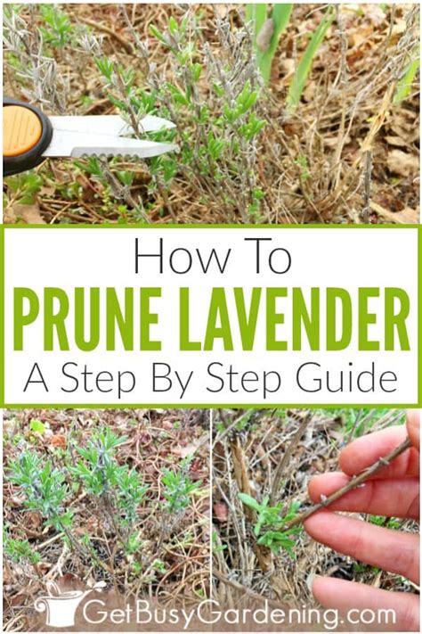 Pruning Lavender: A Step-By-Step Guide - Get Busy Gardening