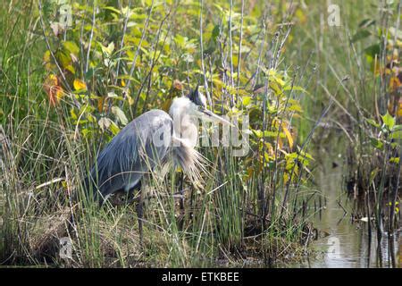 Great Blue Heron in Breeding Plumage Stock Photo - Alamy