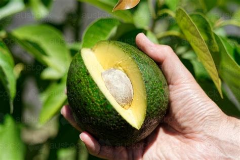 Image of Australian Reed Avocado fresh from the avocado tree cut open - Austockphoto