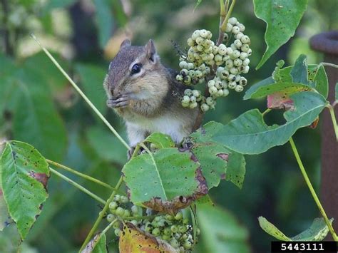 Eastern Chipmunk - Tamias striatus - NatureWorks