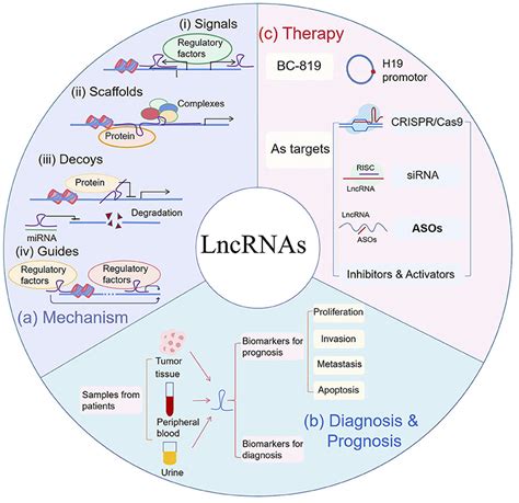 Frontiers | Long Non-coding RNAs in Cancer: Implications for Diagnosis, Prognosis, and Therapy