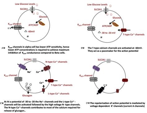 A stepwise Schematic module for the glucose dependent glucagon ...