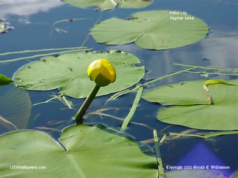 US Wildflower - Yellow Pond Lily, Cowlily, Spatterdock - Nuphar lutea