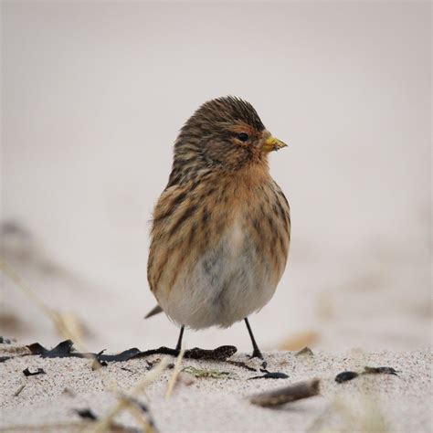 TrogTrogBlog: Bird of the week - Twite