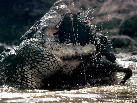 Nile Crocodile Attacks On Humans | nile crocodile habitat nile ...