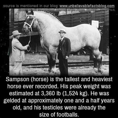 Sampson (horse) is the tallest and heaviest horse ever recorded. His ...