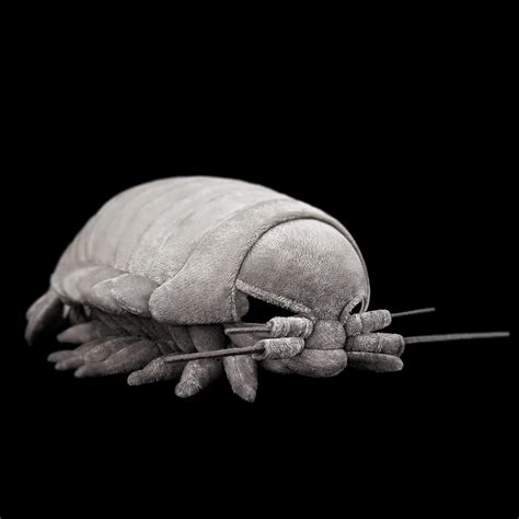 Amazon.com: Giant Isopod Plush - Lifelike 13inch Isopod Stuffed Animal ...