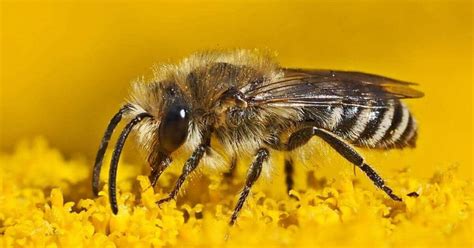 Colletes Bee Species Across the Globe.