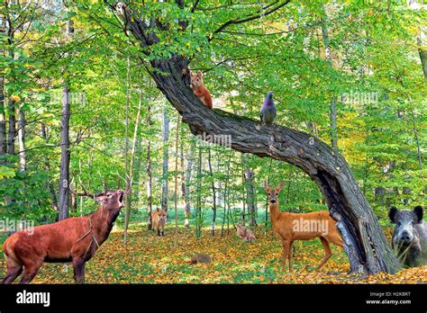 Forest full of animals Stock Photo - Alamy