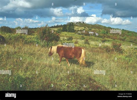 Wild ponies graze at Grayson Highlands State Park in Virginia. Grayson Highlands is part of ...