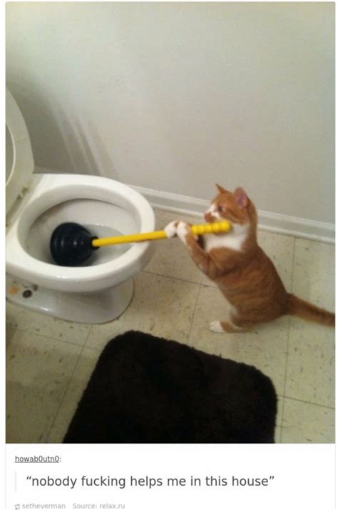16 Funny Cat Posts on Tumblr are taking over Internet for some time now | HenSpark