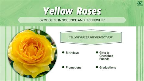 Yellow Roses: Meaning, Symbolism, and Proper Occasions - A-Z Animals