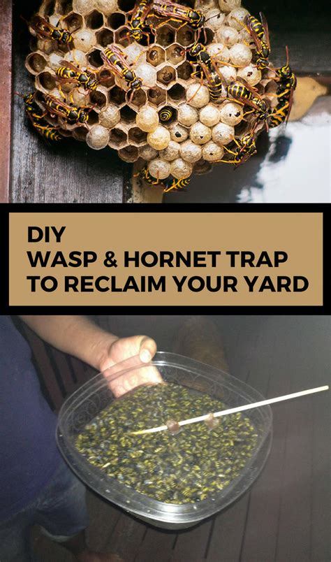 DIY Wasp & Hornet Trap To Reclaim Your Yard #wasps #hornets #trap #diy ...