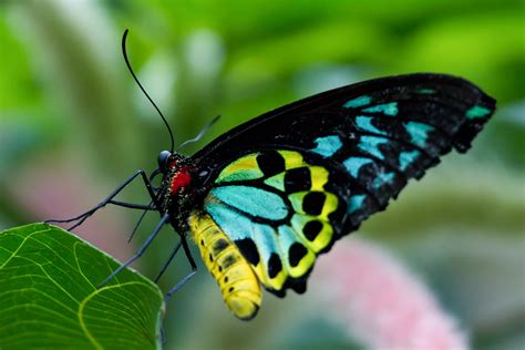 Cairns Birdwing (Female) | This beautiful butterfly was abso… | Flickr