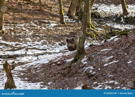 Wild Boar - Sus Scrofa - in the Forest and by the in Its Natural Habitat. Photo of Wild Nature ...