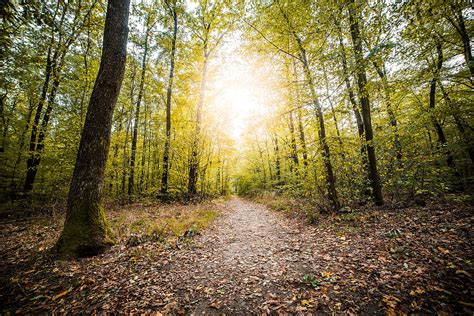 Forest Path in Fall Season Free Stock Photo | picjumbo