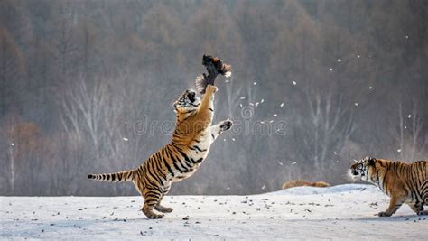 Siberian Tiger in a Jump Catches Its Prey. Very Dynamic Shot. China ...