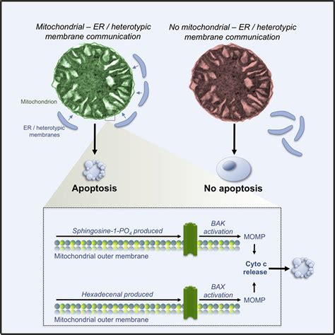 Sphingolipid Metabolism Cooperates with BAK and BAX to Promote the Mitochondrial Pathway of ...